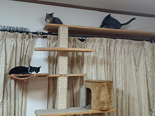 ウッドライフホーム施工のキャットタワー