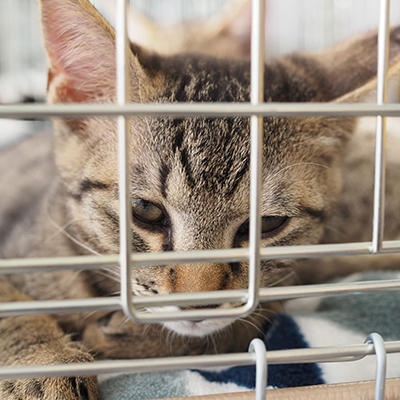 譲渡会に参加した保護猫ちゃん