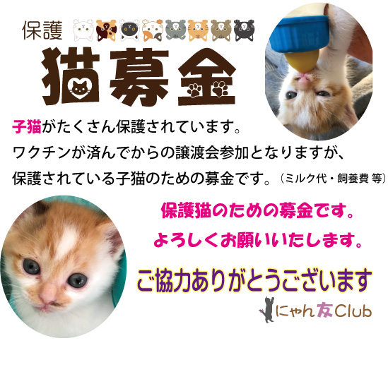 子猫募金HP用