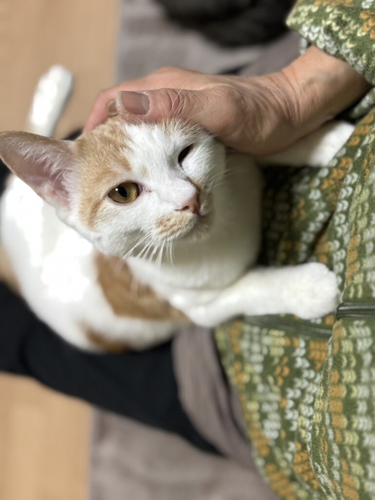 ナデナデ大好きなテツヤ