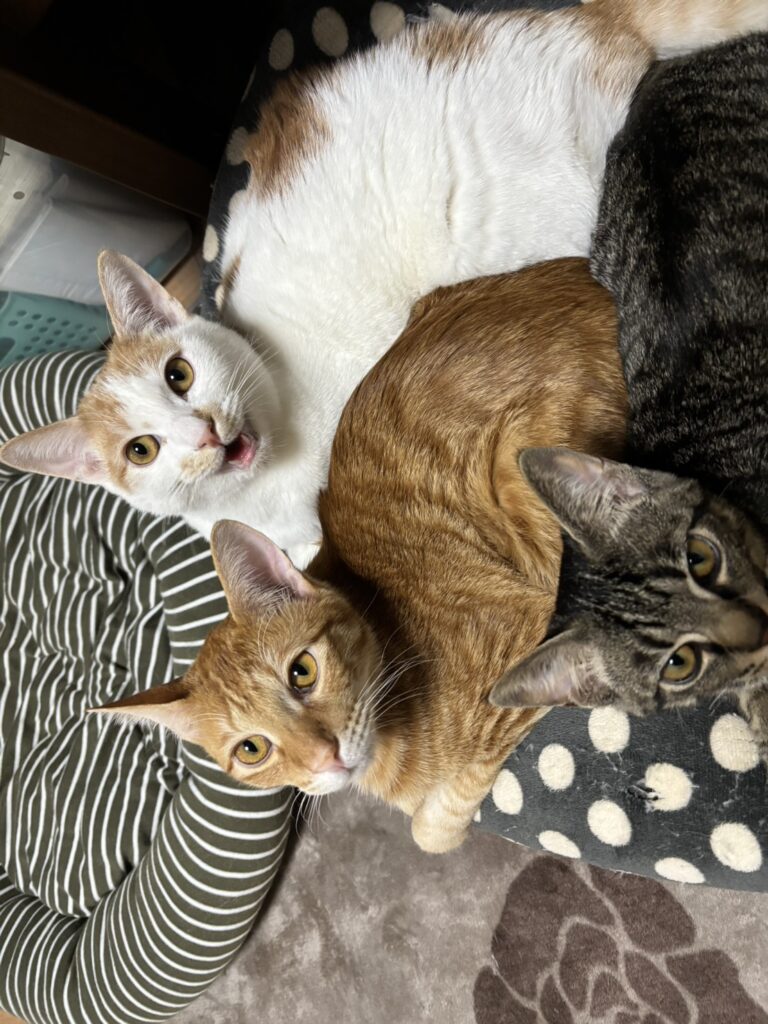 テツヤとタイガ