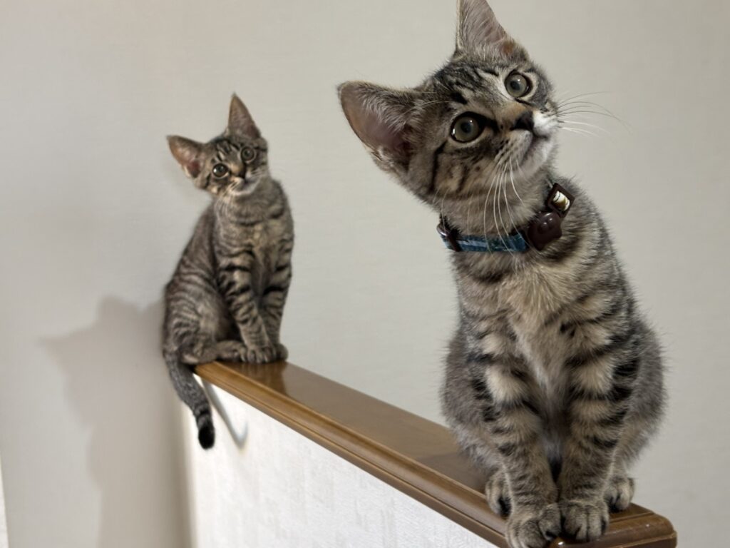 グリ（首輪）グラ　仲良しキジトラ兄弟　保護猫