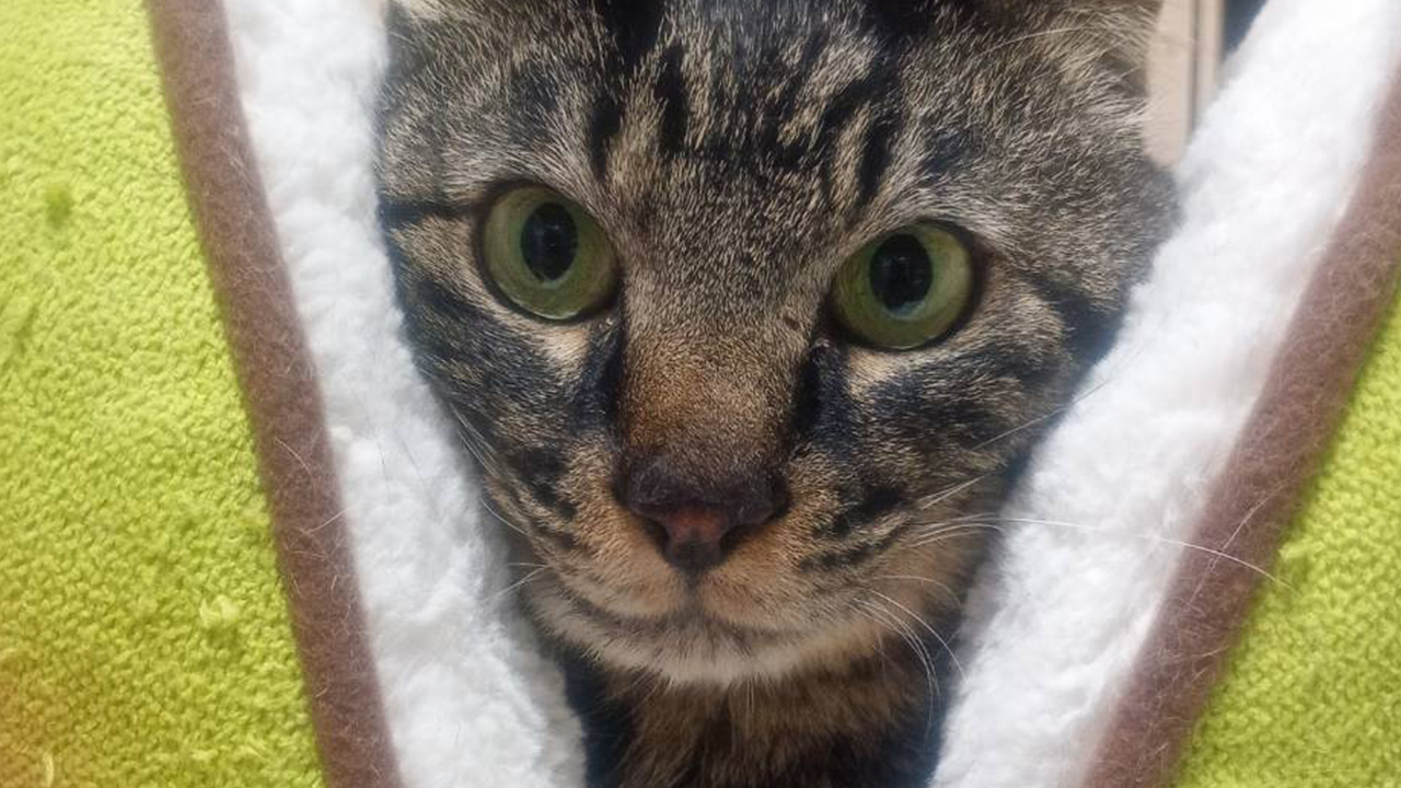 まるお保護猫