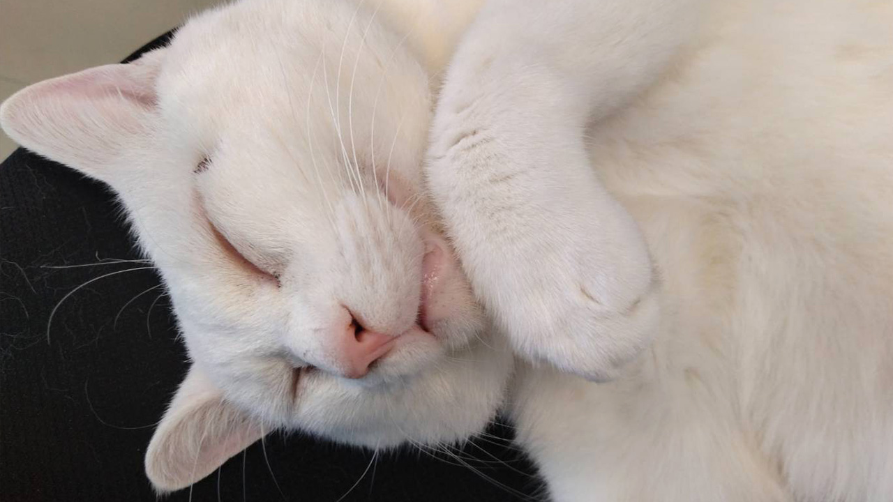 シロ