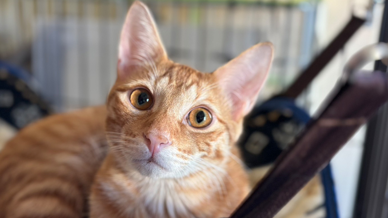 タイガは、エビフライのおもちゃで持ってこい遊びが大好き