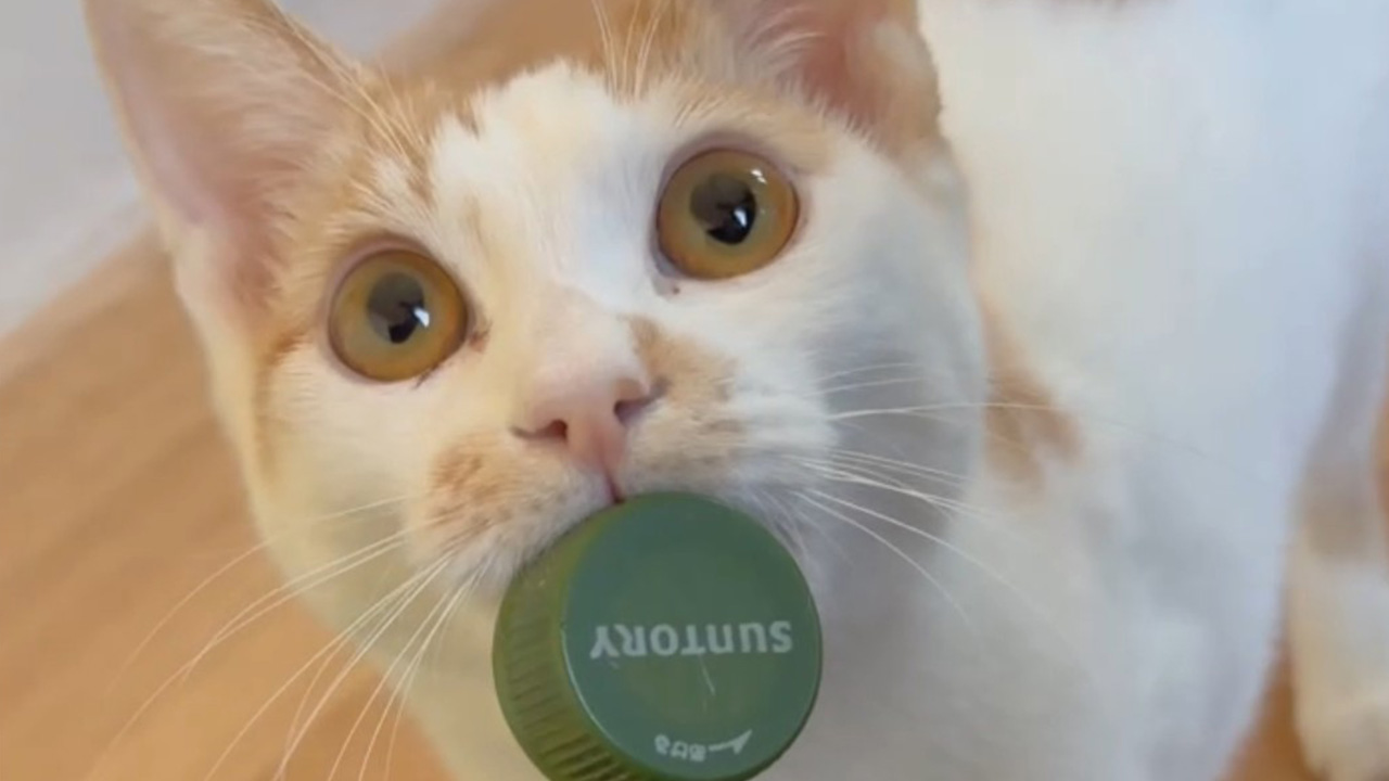 ペットボトルのキャップ遊びが得意なテツヤ