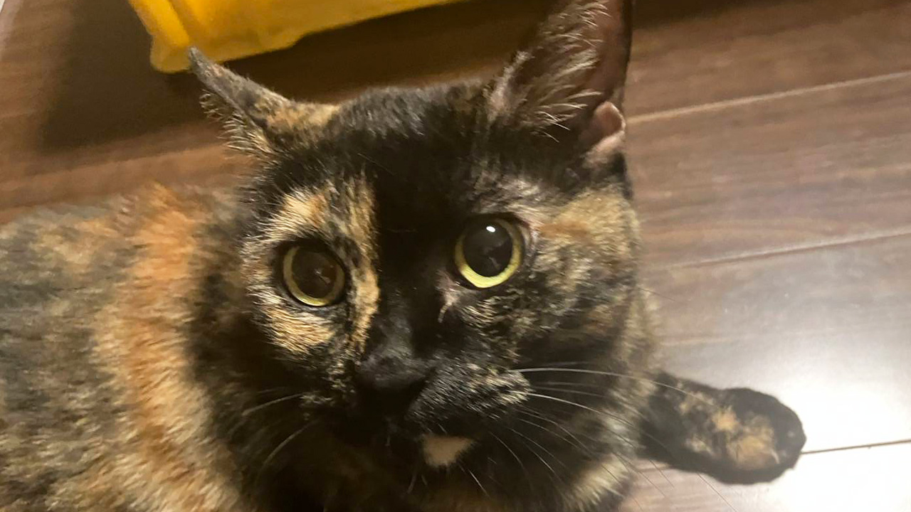 ラテ