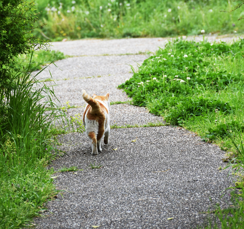 野良猫の写真