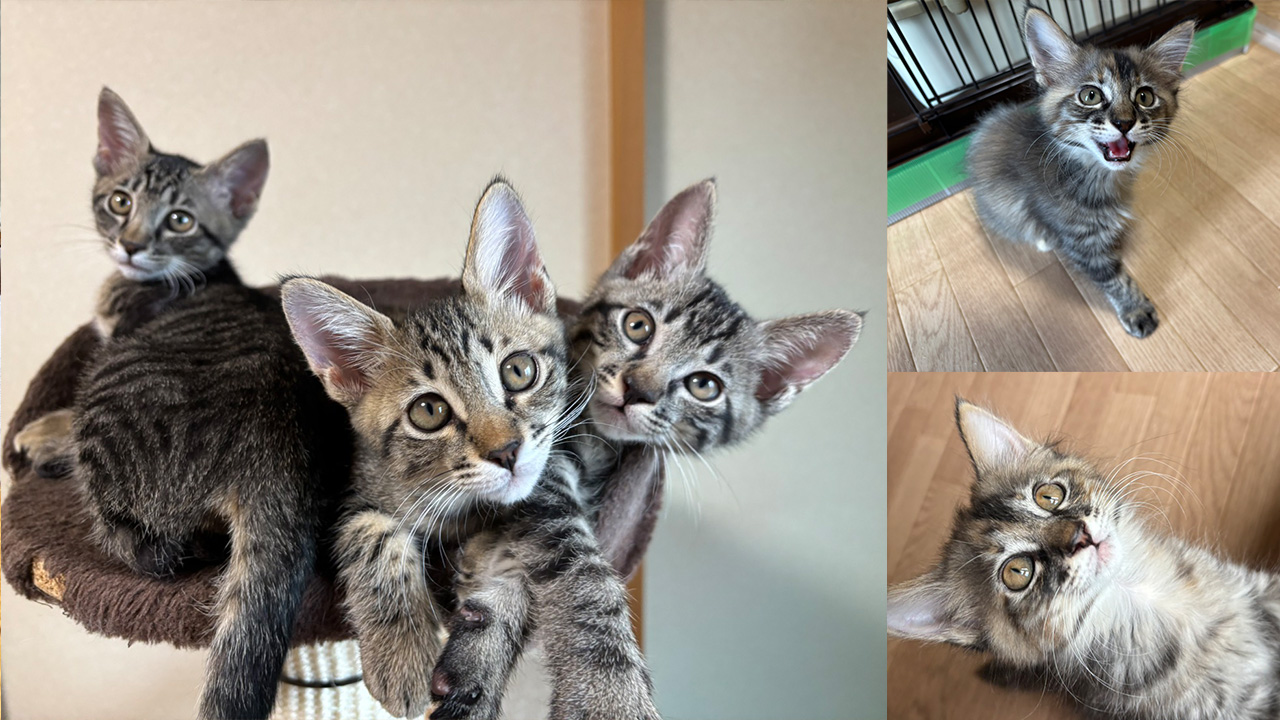 ごと嫁兄弟アイキャッチ20260626
