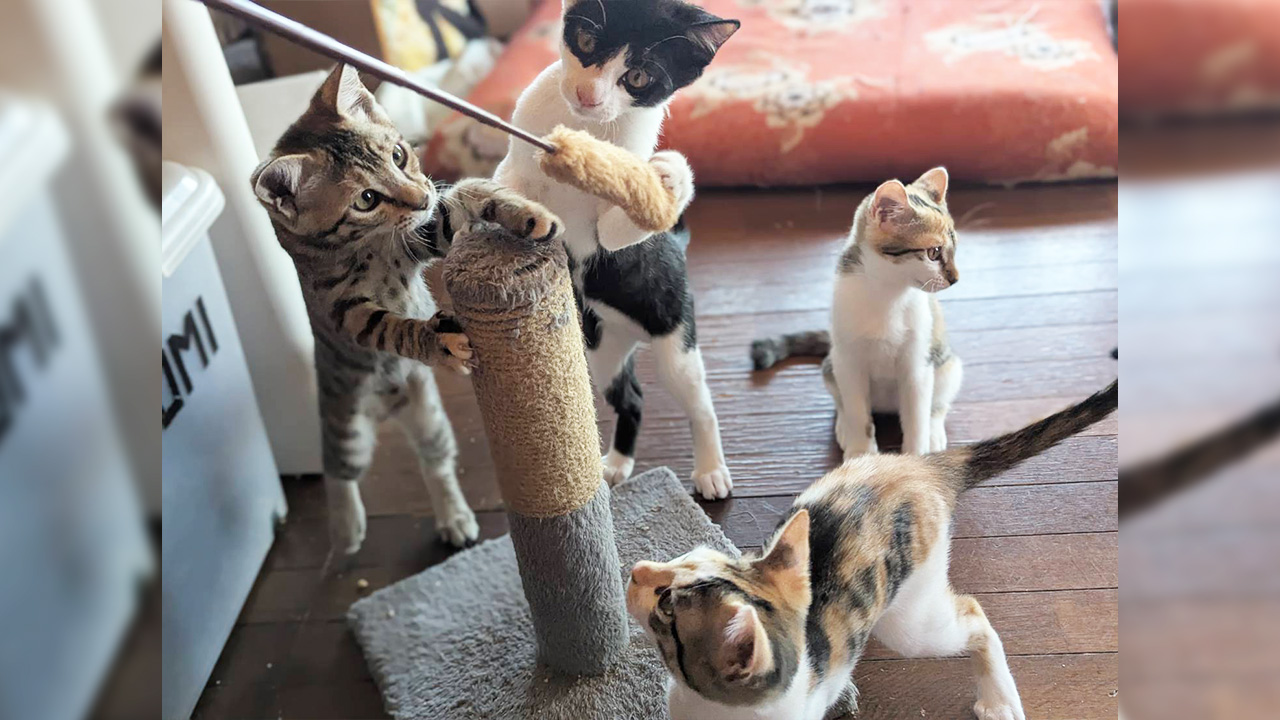 20260415生まれ4兄弟アイキャッチ
