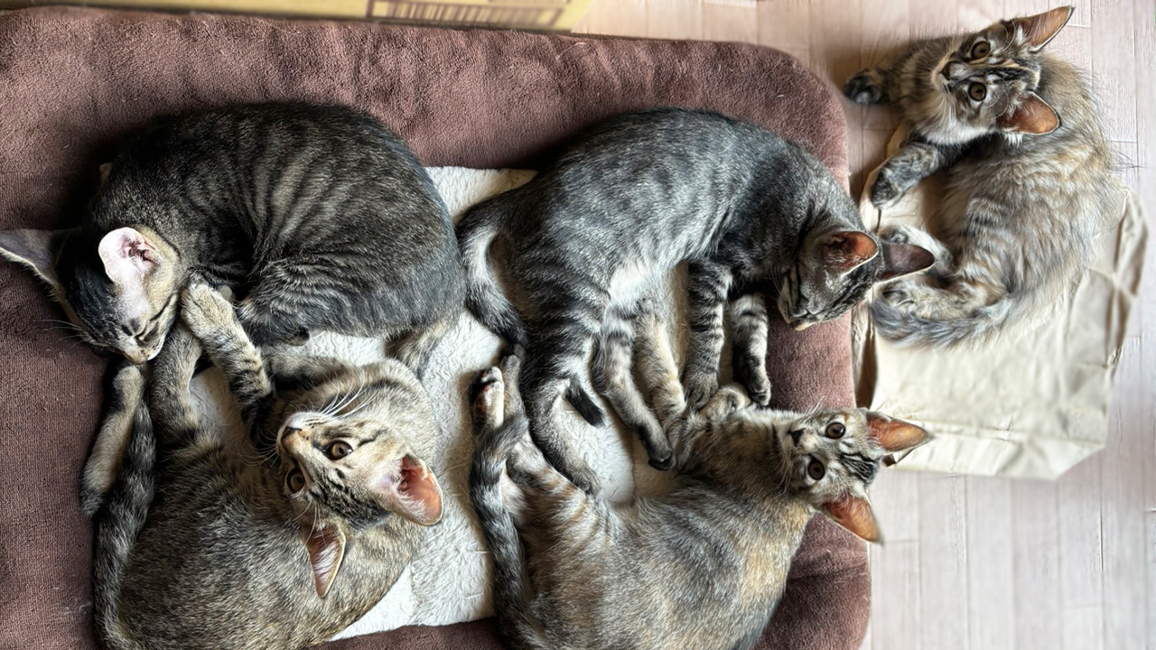 20260726譲渡会アイキャッチごと嫁子猫