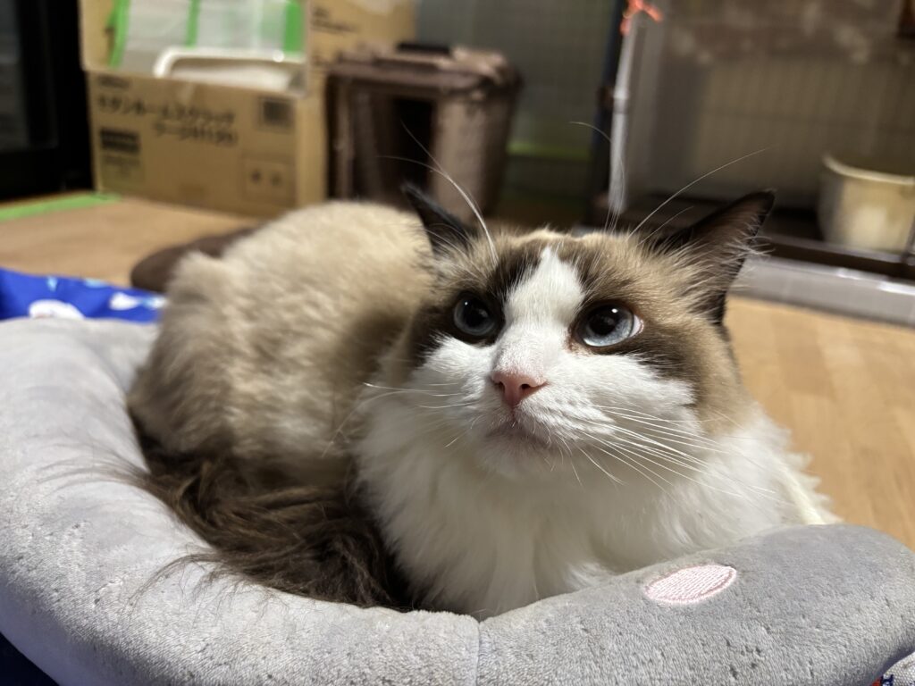 スイ