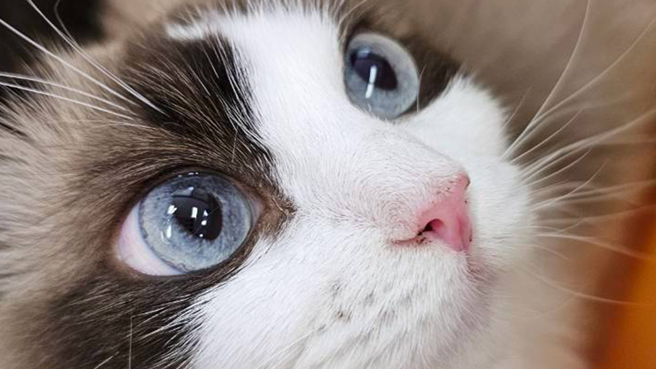 保護猫スイ