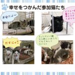 幸せをつかんだ参加猫たち