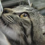 10月29日の譲渡会に参加したにゃんこ達