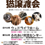 猫譲渡会ポスター