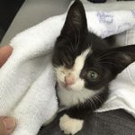 保護された頃のロロちゃん