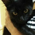 里親募集中のごうくん