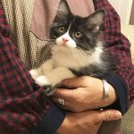 ステイ決定の保護猫ちゃん