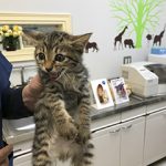 譲渡会に参加するにゃんこ