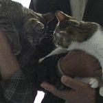 正式譲渡のきんちゃん＆かぐちゃん