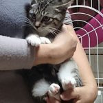 りんごシスターズのつーちゃん