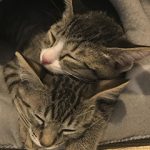 ステイ決定のはるなちゃん