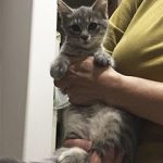 正式譲渡決定のみるくちゃん