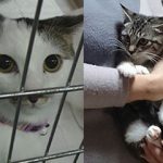 ステイ決定のななとつがる