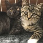 さわるな危険のしーちゃん