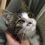 正式譲渡決定の結くん