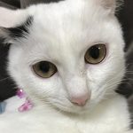 里親様の腕の中で幸せそうならんらん