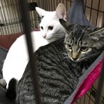 らんらん、つーちゃんハンモックでくつろぎ中