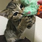保護猫のトマトくん