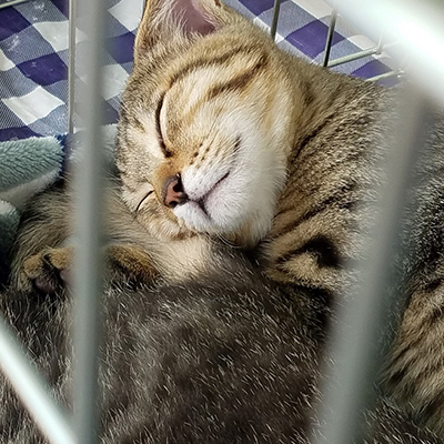 クリスマスイブ譲渡会に参加した保護猫