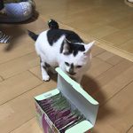 サンタさんからカルカンをもらい喜んでいるゆうくん