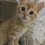 緑のゴムのバーグくん