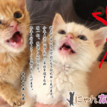新年のご挨拶・にゃん友Club