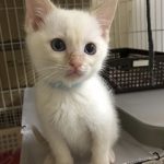 青いゴムのレタスくん