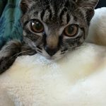 保護猫　くーちゃん