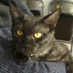 ステイ決定のおーちゃん