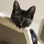 くーちゃんキャットタワーで遊ぶアップ