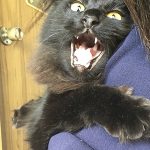 亜嵐くん正式譲渡怒っている写真