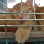 1224ファイターズ04jpg