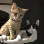 トマトとはるか03