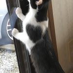 ハート柄のはるかちゃん