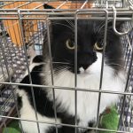 モフモフにゃんこのろんくん