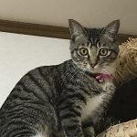 しーちゃん鼻治る