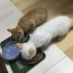 レタスとピクルス正式譲渡6