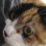 保護猫まーちゃん0046jpg